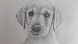 How to Draw a Realistic Puppy Dog Labrador Retriever