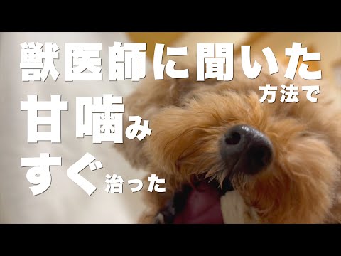犬が噛むのをやめさせる方法