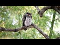 Spot Bellied Eagle Owl Video