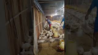 Download lagu Panen ayam Putih umur 30 hari dengan bobot 2,5 Kg mp3 Download lagu Panen ayam Putih umur 30 hari dengan bobot 2,5 Kg mp3