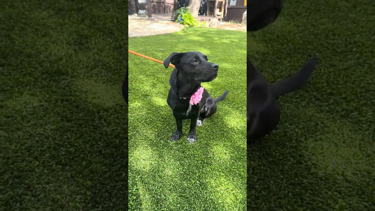 Enlarge Luna, an adopted mixed breed in Southport, CT video 3/6
