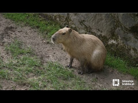Kapibary w krakowskim zoo