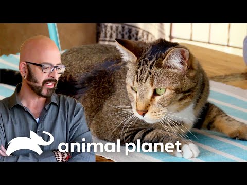 Jackson's Patience Is Pushed To A Breaking Point | My Cat From Hell | Animal Planet