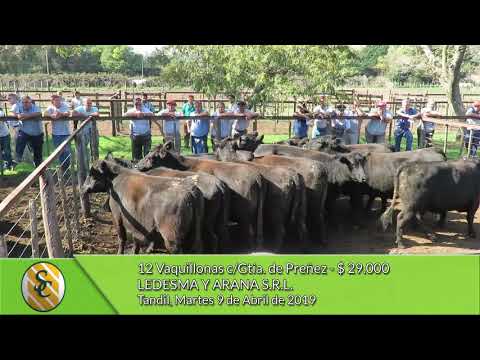 09-04-19 - Venta de Vientres - Ledesma y Arana S.R.L. - Tandil