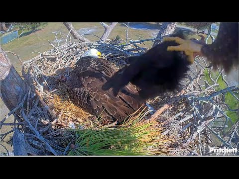 SWFL Eagles ~ M15 Delivers ROADKILL CAT To Nest! VIEWER DISCRETION ADVISED! F23 Feeds E26! 12.25.25