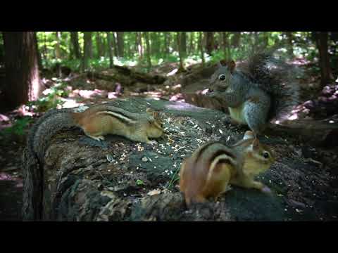 Forest Chipmunks and Squirrels - August 27, 2020