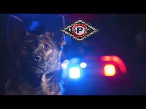 Szary - Pieskie Życie