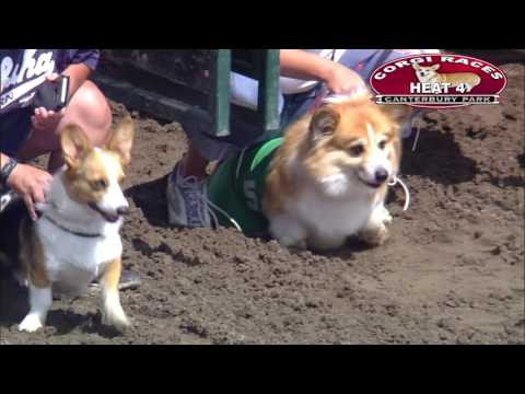 7 Rounds of Corgis Running in Canterbury Park Corgi Races