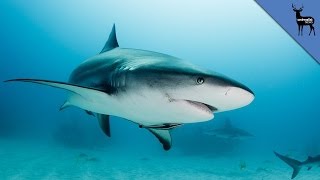 Sharks Return to Their Birthplace to Give Birth