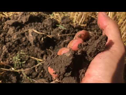 Bodenbearbeitung zur Rapssaat 2018 - Marsch -