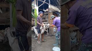 Download lagu mas mantri, inseminasi buatan pada kambing mp3 Download lagu mas mantri, inseminasi buatan pada kambing mp3