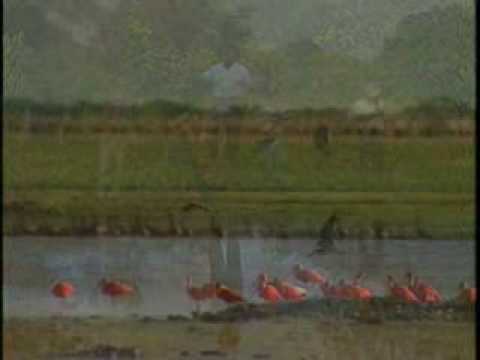 Dumar Aljure - El Gavan comandante