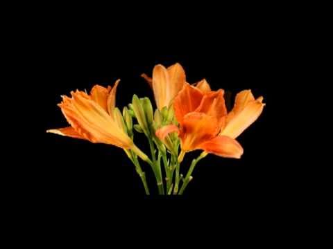 Aroop Roy feat. Sarah Winton - Lilly / Time Lapse Flowers