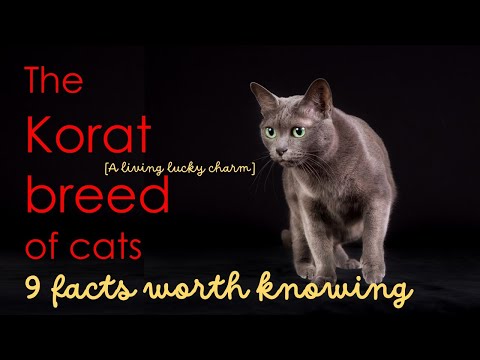The Korat breed of cats. A living lucky charm