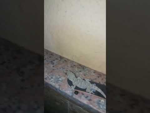 Juanito ES SKATER!!!