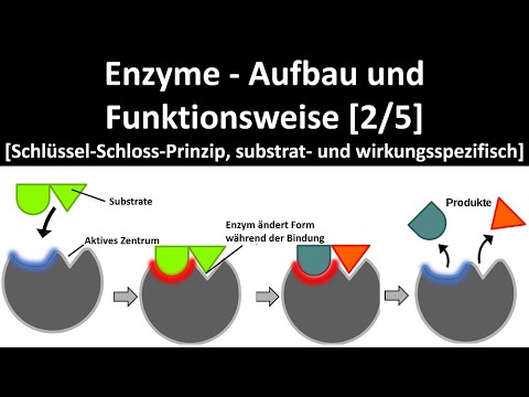 Enzymes - Structure and Mode of Action [Lock-and-key principle; substrate and action specificity]...