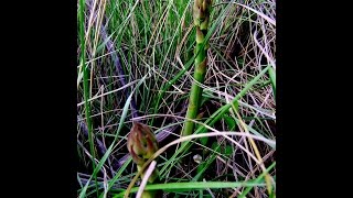 FORAGING FOR WILD ASPARAGUS ~ HAPPY EASTER ~