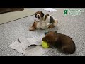 Miniature Dachshund dogs for sale: Skipper - Video 1