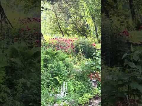 Monarda is blooming! So much red in this part of yard #monarda #garden #landscapedesign