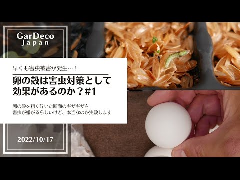 卵の殻:本当に肥料としてどのくらい優れているのでしょうか? トピックス