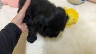 アメリカンコッカースパニエルの動画01