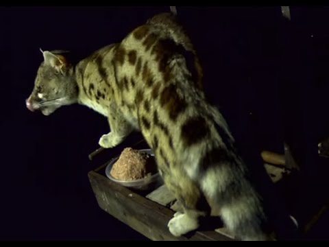 Large spotted genet night visitor