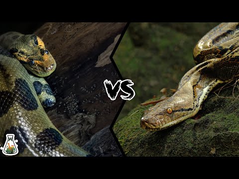 GREEN ANACONDA VS RETICULATED PYTHON - Who is the king of the snakes?