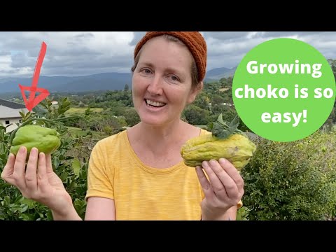 Plant Choko | Grow a Choko Vine - it is so easy!