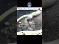 Ever Wondered Why We Rarely See Snakes Pooping Snake Reptiles WildlifeWonders Nature Education