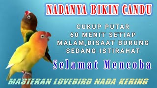 Download lagu MASTERAN LOVEBIRD PALING DICARI - LOVEBIRD BETINA NADA KERING/DOBELAN mp3