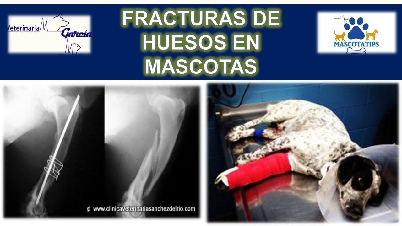 ¿MI MASCOTA SE QUEBRO UN HUESO, COMO SE DEBE DE TRATAR