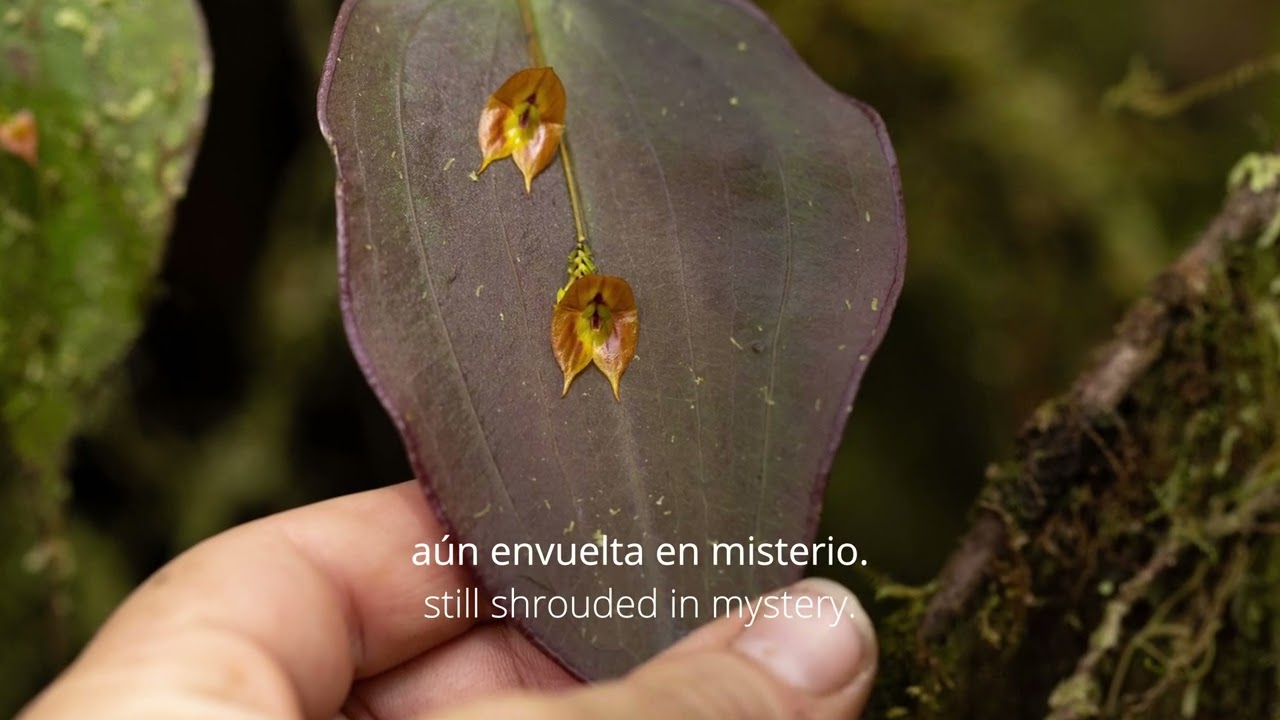 Project video