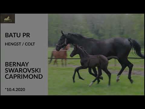 Batu PR - For Sale Hengst, Jährling v. Bernay x Swarovski x Caprimond