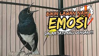 Download lagu Suara Burung Kacer Bikin Lawan Emosi Gacor, Pancingan Kacer Agar Cepat Emosi Gacor mp3 Download lagu Suara Burung Kacer Bikin Lawan Emosi Gacor, Pancingan Kacer Agar Cepat Emosi Gacor mp3