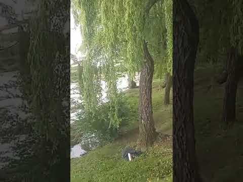 bienvenidos!! a la Laguna de los Patos Córdoba