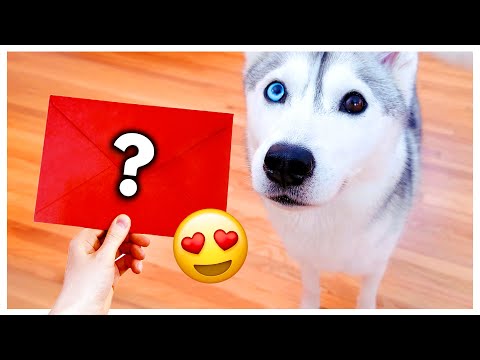 Husky Gets a Letter from a Secret Admirer!