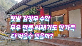 [시골일상 브이로그] 텃밭 김장무 수확하니 씨래기 부자 되긴 했는데..