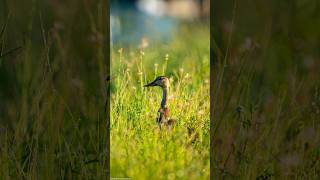 Mallard female. The males are flamboyant #sonyalpha7iv #florida #photography