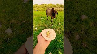Download lagu Sapi saya datang dan memberi saya susu #merigaiyaaatihai #cowvideos ##gaiyamerigaiya #cow #cows mp3 Download lagu Sapi saya datang dan memberi saya susu #merigaiyaaatihai #cowvideos ##gaiyamerigaiya #cow #cows mp3