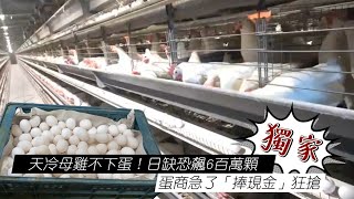 [問卦] 今天好冷，母雞會想下蛋嗎?