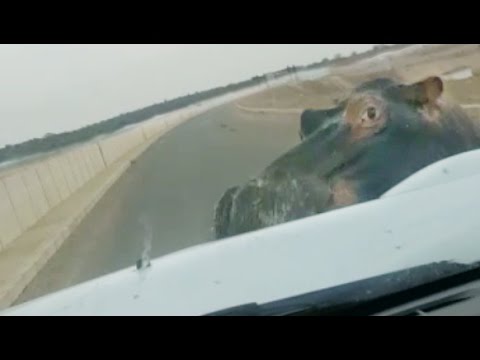 Милый но очень опасный бегемотик на трассе