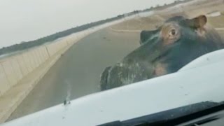 HIPPO ATTACKS & HITS CAR