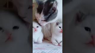 Download lagu Cat Mom 🐈 Baby Kitten Meowing ❤️ meow mp3