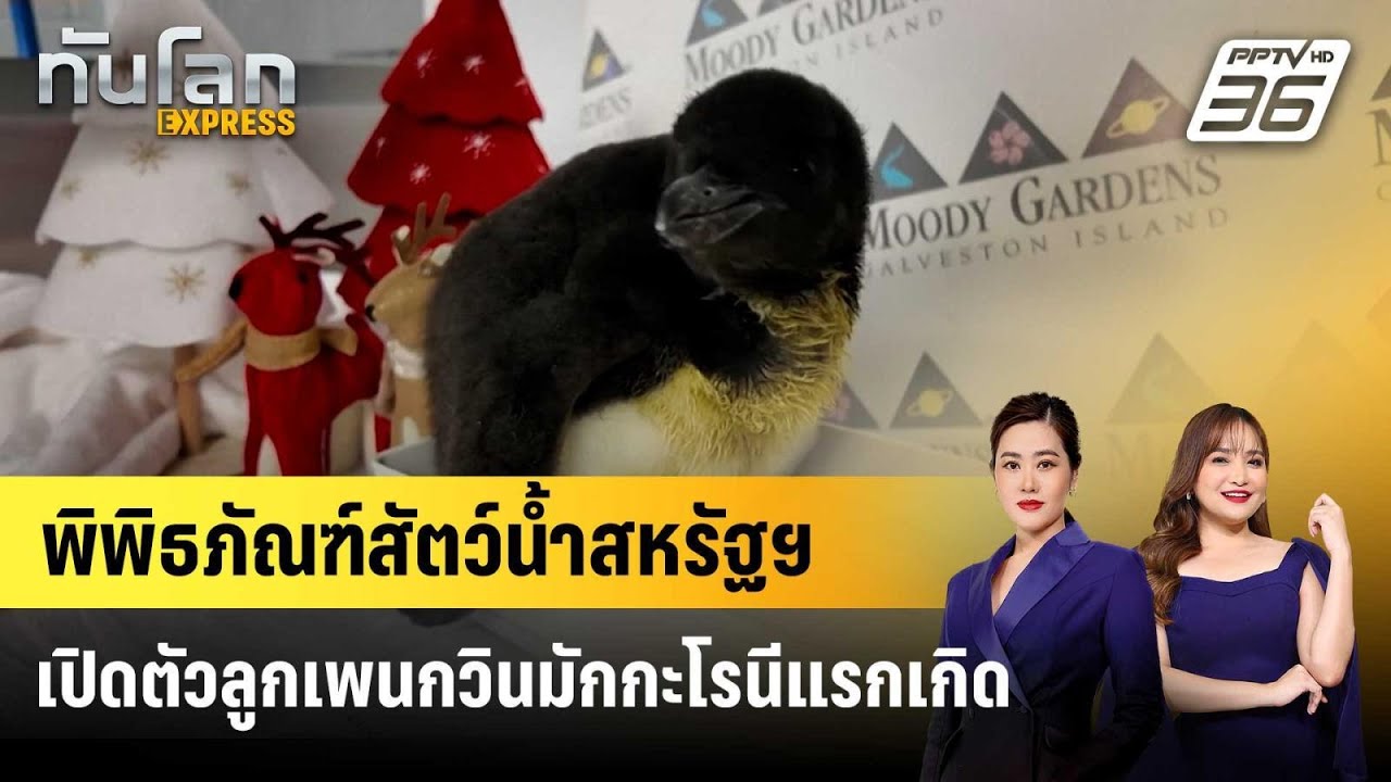 พิพิธภัณฑ์สัตว์น้ำสหรัฐฯ เปิดตัวลูกเพนกวินมักกะ?