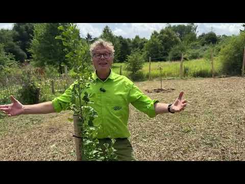 Why is the ginkgo so special?