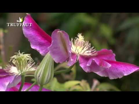 comment soigner un hibiscus en pot