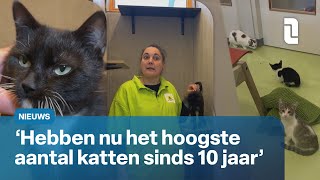 Domper op dierendag: dierenasiel zit met overvloed aan katten 🐾🐈 | L1N