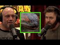 Forrest Galante on the Myth of Giant Anaconda's in the Amazon
