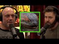 Forrest Galante On The Myth Of Giant Anaconda S In The Amazon