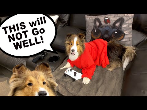 "This will NOT go WELL!" 🐶😬 it's a Biscuit Talky Compilation on The Cricket Chronicles e146